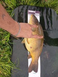 Common Carp