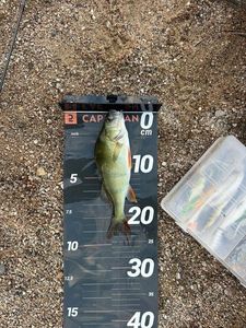 Yellow Perch