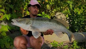Zander
