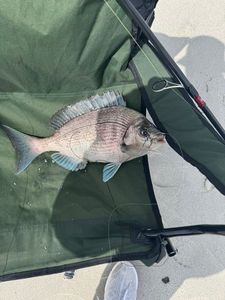 Black Seabream