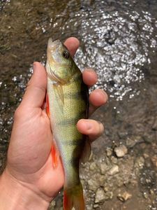 European Perch