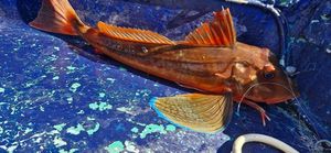 Grey Gurnard