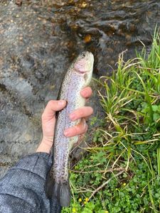 Rainbow Trout