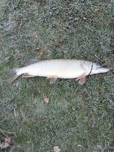Northern Pike