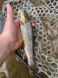 Brown Trout