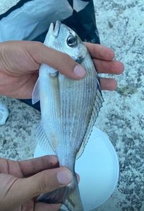 Gilthead Seabream