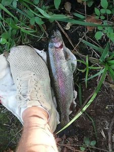 Rainbow Trout