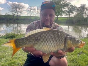 Common Carp