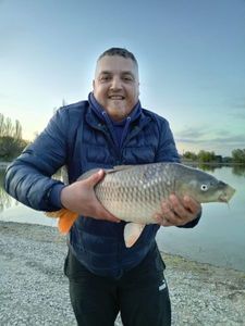 Common Carp