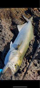 Bluefish
