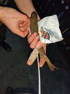 Brown Trout
