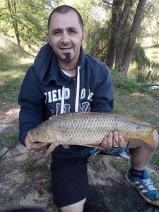 Common Carp