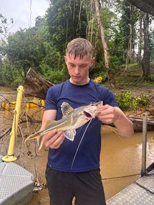 Pimelodus