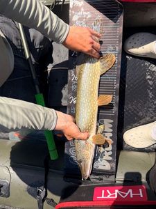 Northern Pike