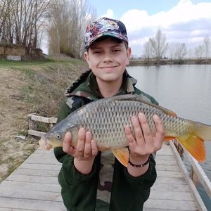Common Carp