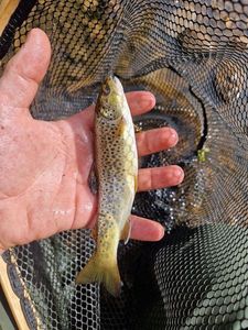 Brown Trout