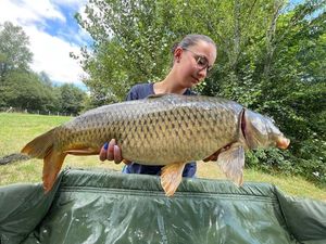 Common Carp