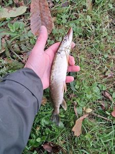 Northern Pike