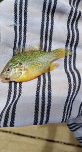 Green Sunfish