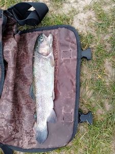 Rainbow Trout