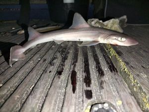 Starry Smooth-Hound