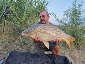 Common Carp
