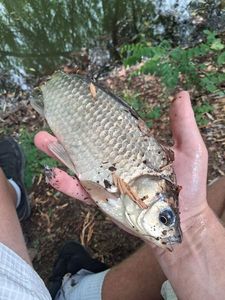 Crucian Carp