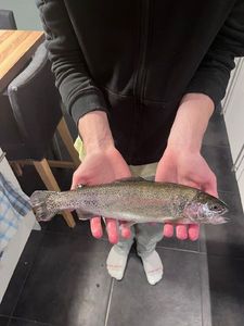 Rainbow Trout