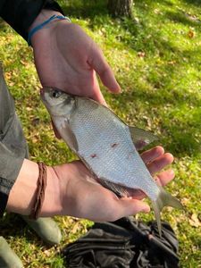 Common Bream