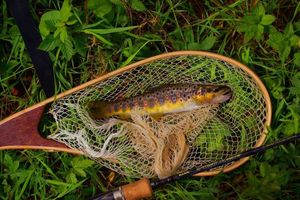Brown Trout