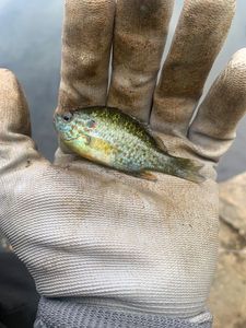 Green Sunfish