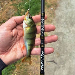 European Perch