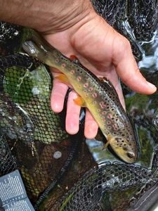 Brown Trout