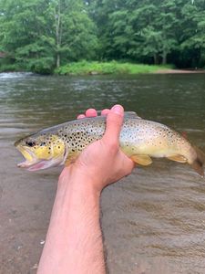 Brown Trout