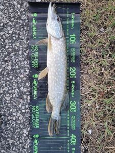 Northern Pike