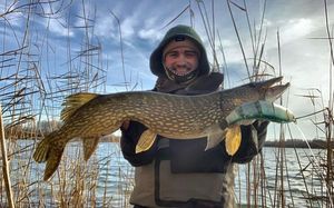 Northern Pike