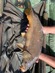 Mirror Carp