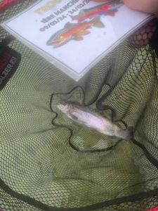 Rainbow Trout