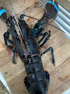 European Lobster