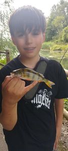 European Perch
