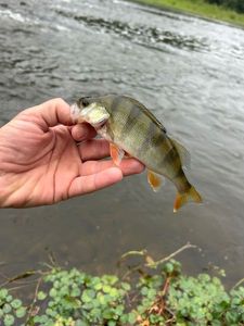 European Perch