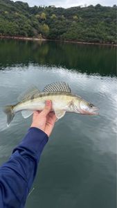 Zander