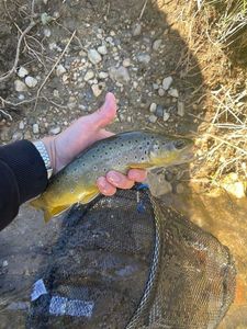 Brown Trout