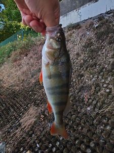 European Perch