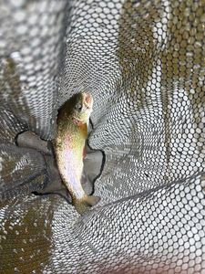 Rainbow Trout