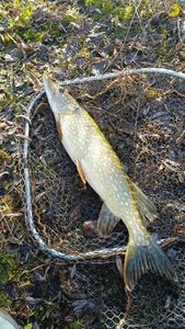 Northern Pike
