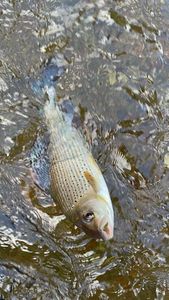 Grayling