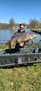Common Carp
