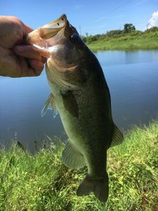 Largemouth Bass