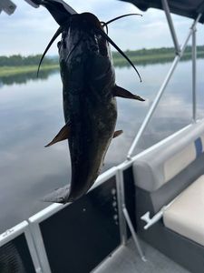 Brown Bullhead